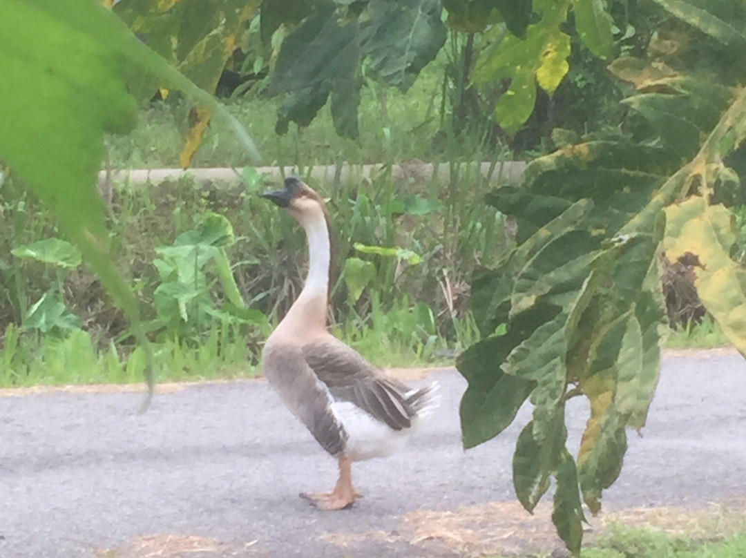 Hana Guesthouse主图