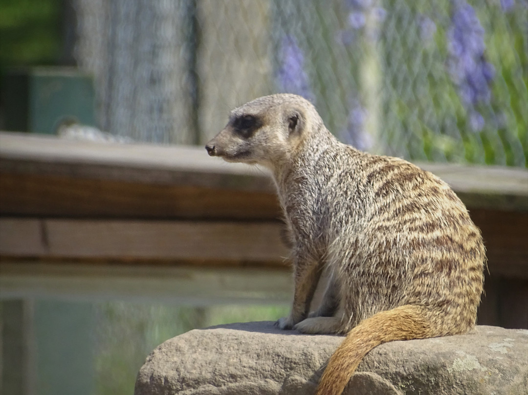 Camperdown Wildlife Centre-敦提必去景点