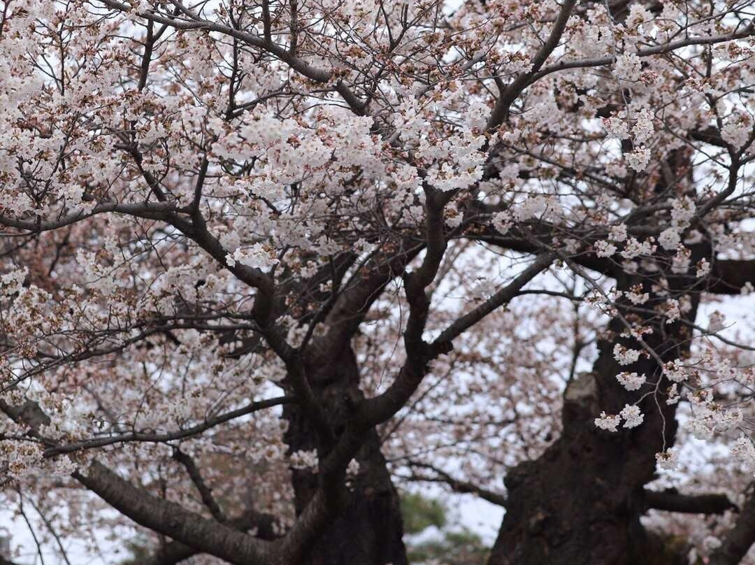 Senbon Cherry Blossom in Akagi Nammen景点图片