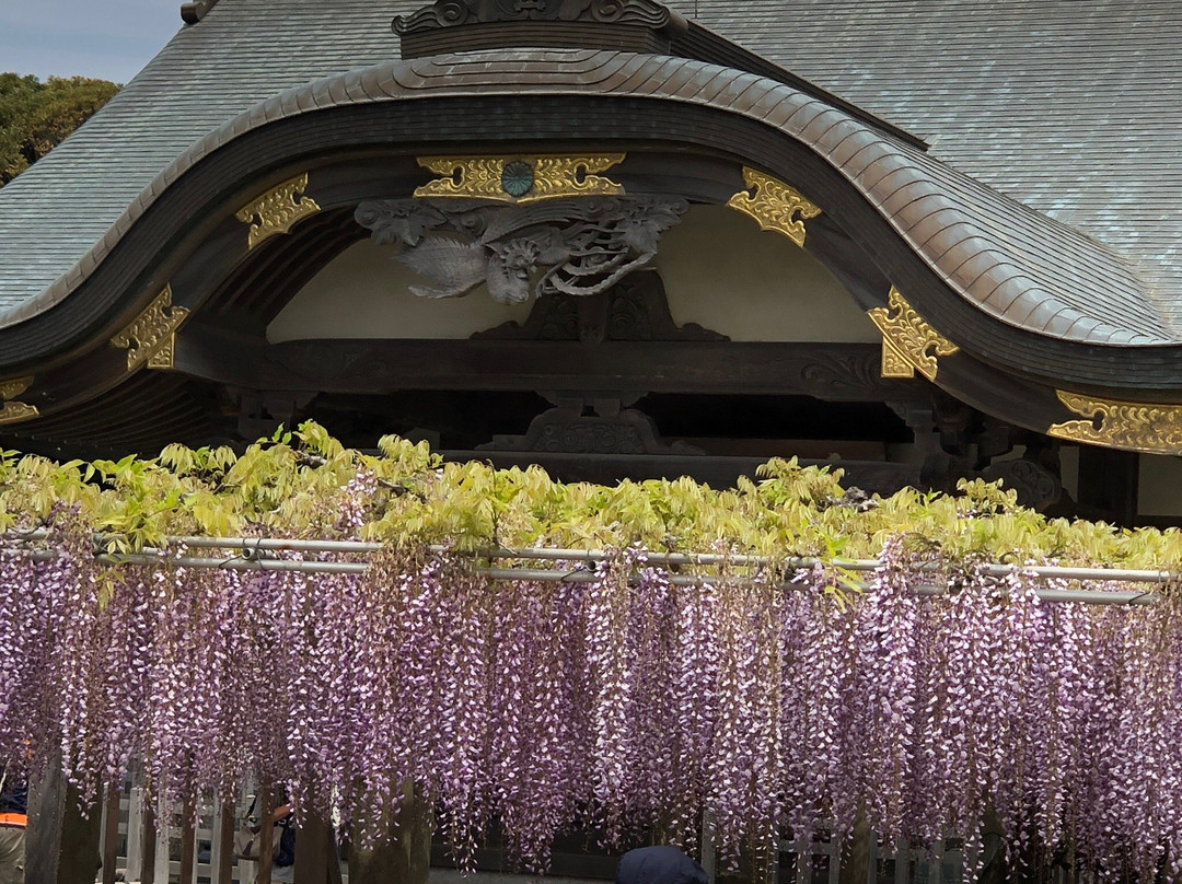 Myofuku-ji Temple-铫子市必去景点