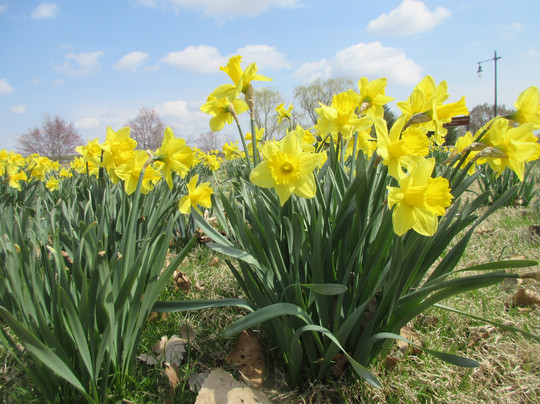 Lady Bird Johnson Park Arlington-阿灵顿必去景点