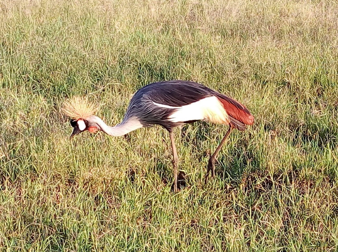 Maasai Mara Safaris-内罗毕必去景点