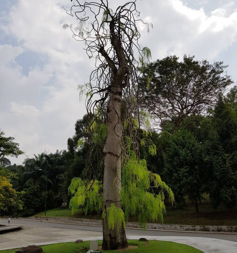 Botanical Garden景点图片