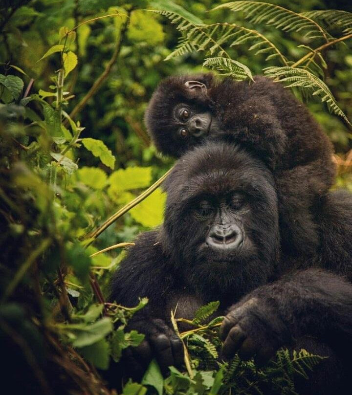 Vazquez Tours & Travel Ltd-吉佳利必去景点