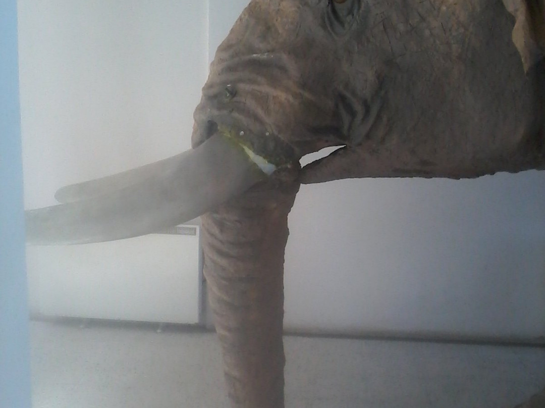 Museo Historico de Puerto Montt Juan Pablo II-蒙特港必去景点