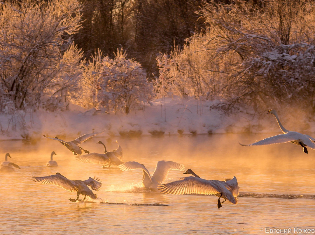 Swan Natural Area景点图片