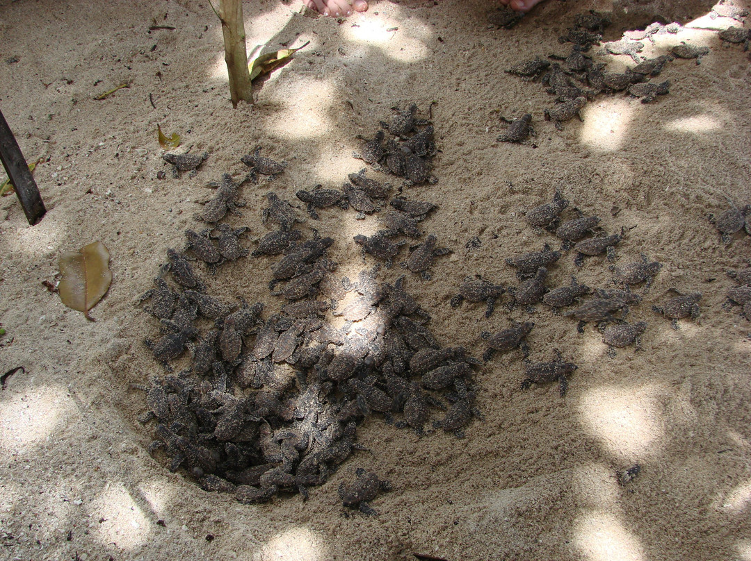 塞舌尔皇冠海滩酒店主图