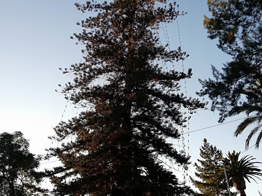 Plaza de armas de Ovalle-Ovalle必去景点