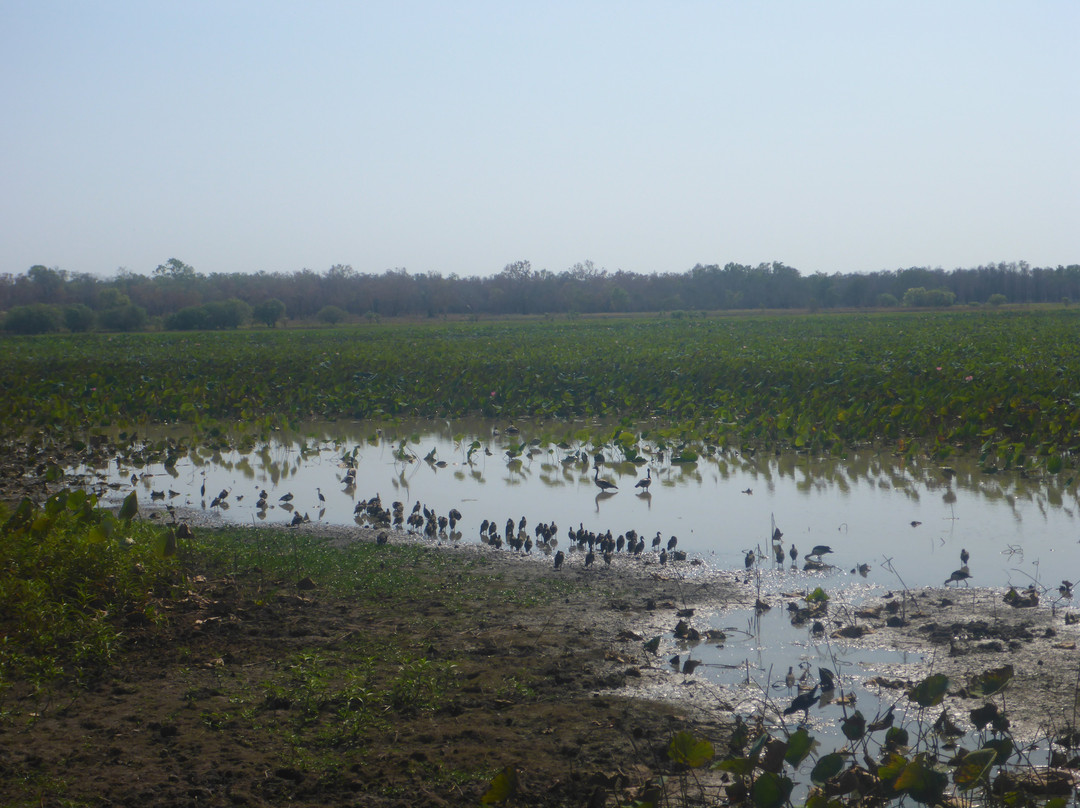 Mamukala Wetlands景点图片