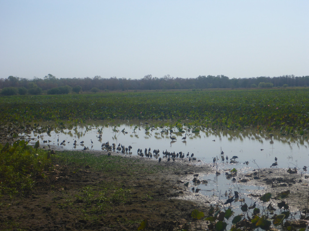 Mamukala Wetlands景点图片