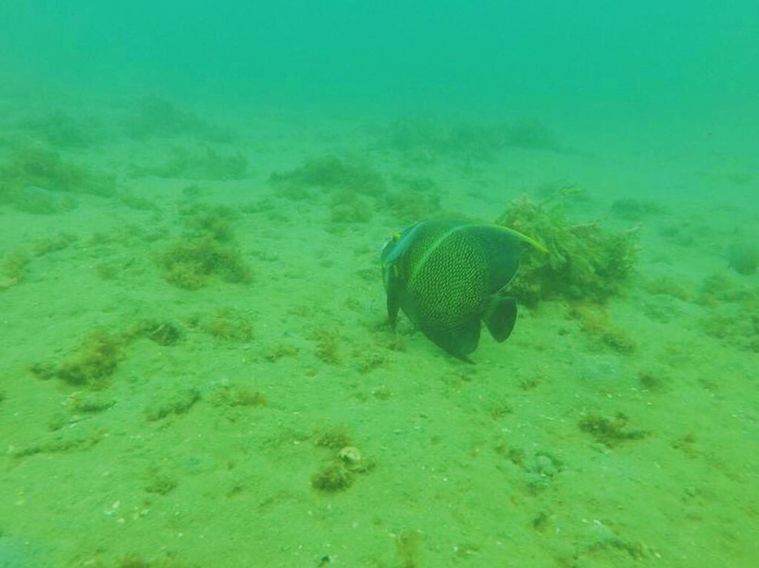 Ecoscuba Centro de Mergulho-Maceio必去景点