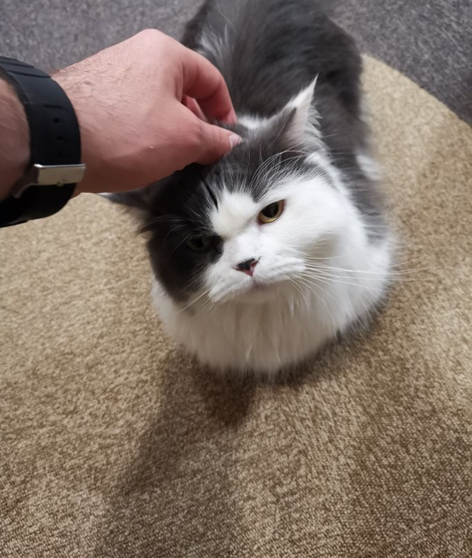 Cat Cafe Singeki Cat-Kabukicho必去景点