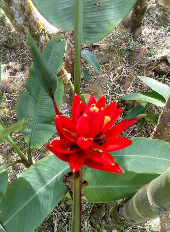 El Topacio-卡利必去景点