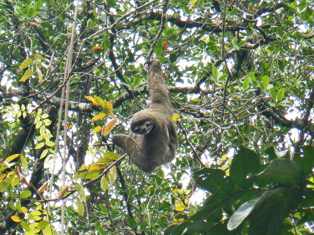 Pachamama Jungle River Lodge主图