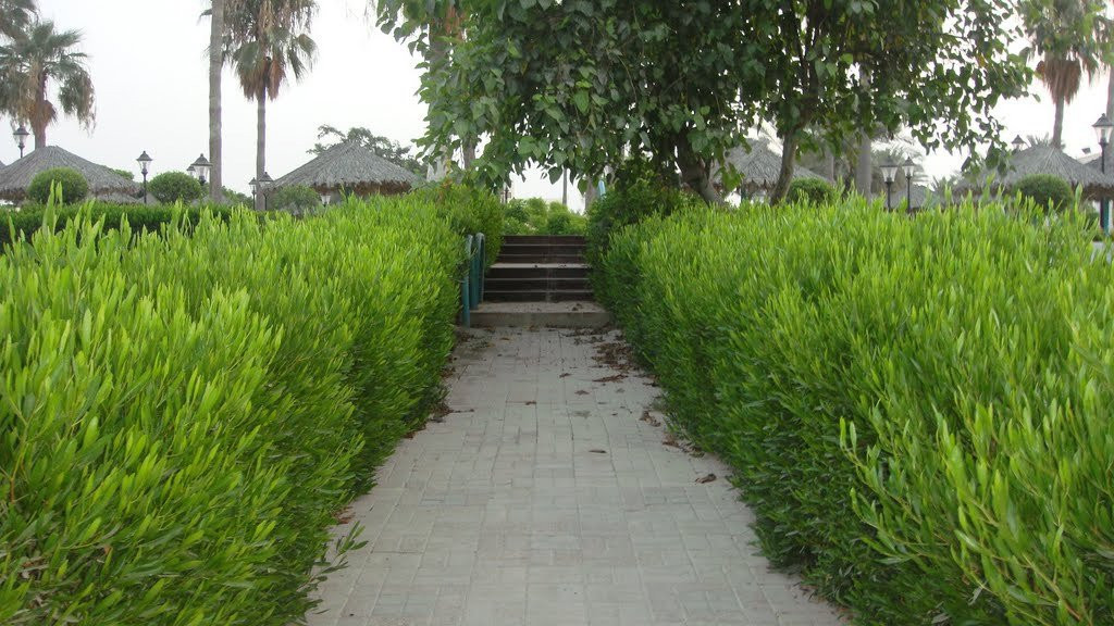 Al Wakrah Park景点图片