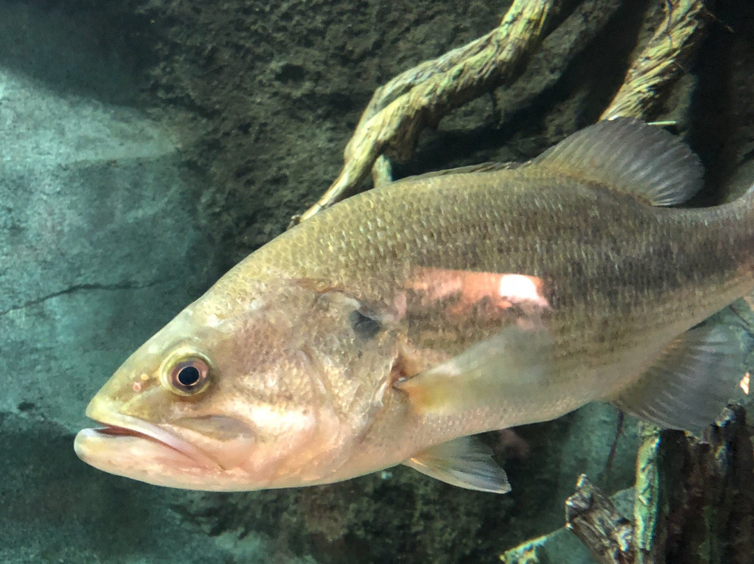 Cabela's-图拉丁必去景点