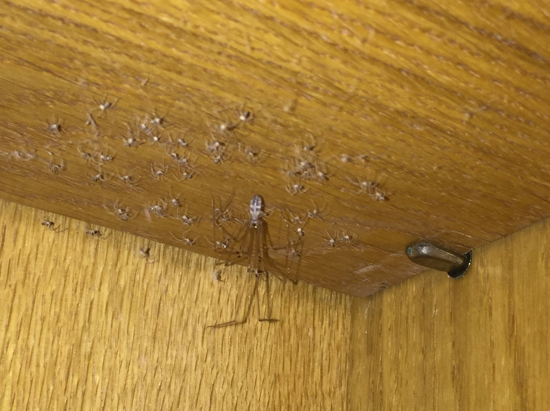 Strauers Hotel Am See主图