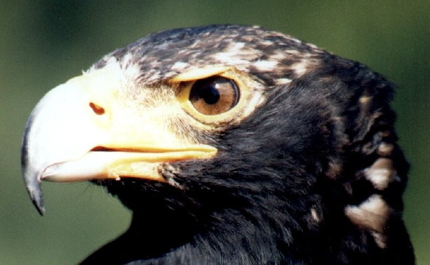 Eagle Encounters @Spier Wine Farm-斯泰伦博斯必去景点