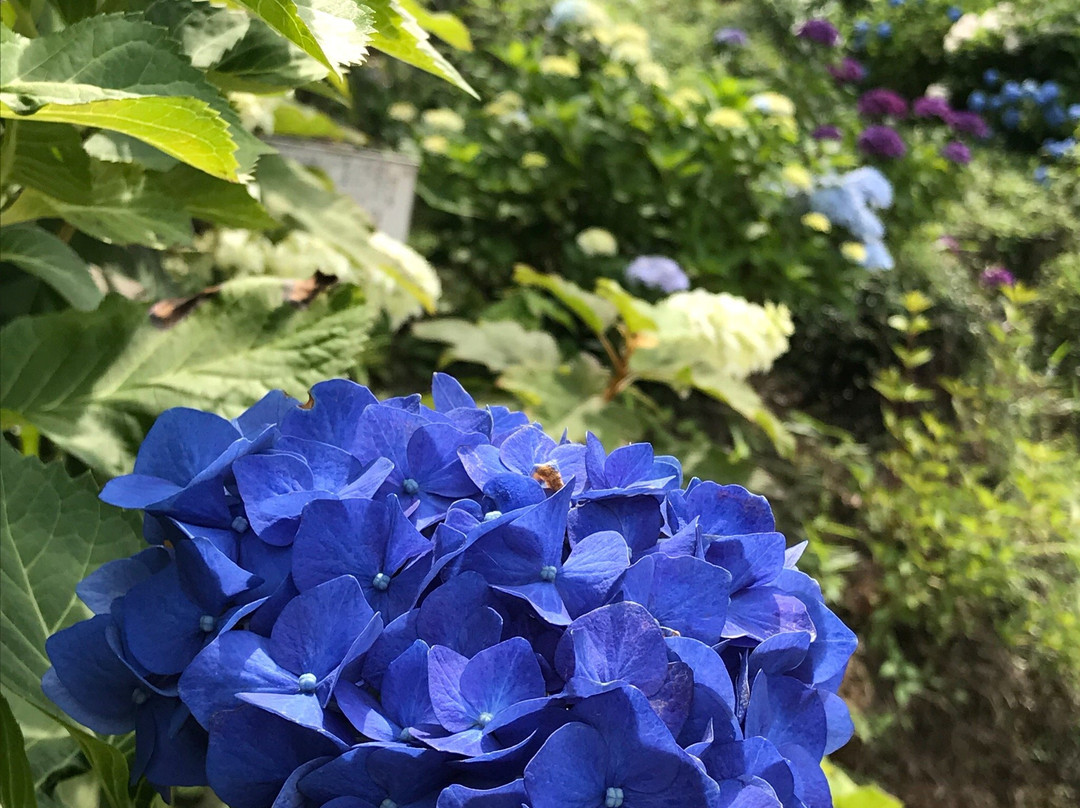 Kinsen-ji Temple-岚山町必去景点
