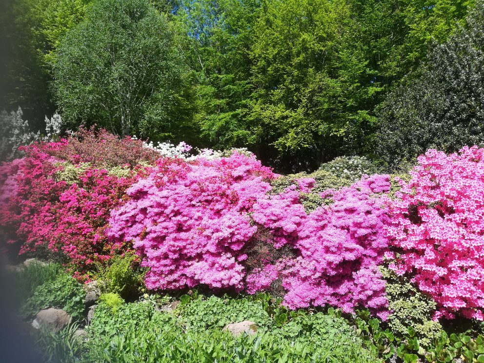 Bielefeld Botanical Garden景点图片