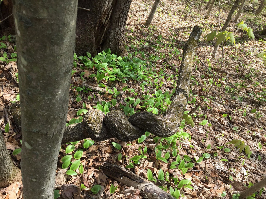 Cascading Waters-伍斯特必去景点