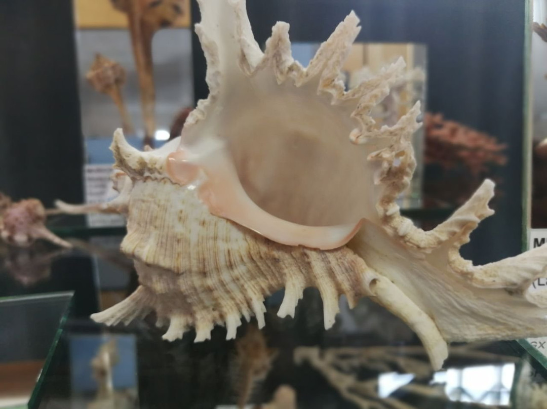 Jeffrey's Bay Shell Museum (Charlotte Kritzinger Shell Museum)-杰佛瑞湾必去景点