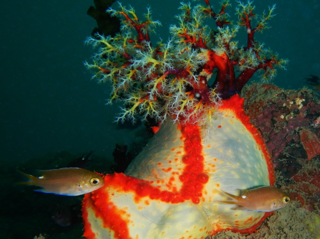 Pilbara Dive And Tours景点图片