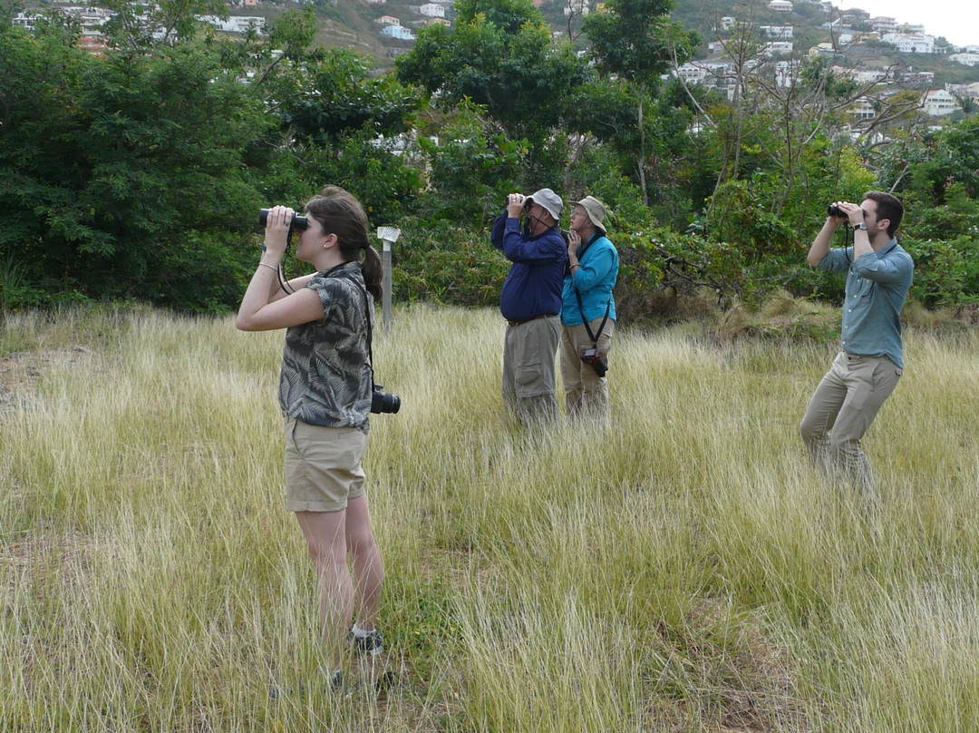 Seagrape Tours-菲利普斯堡必去景点