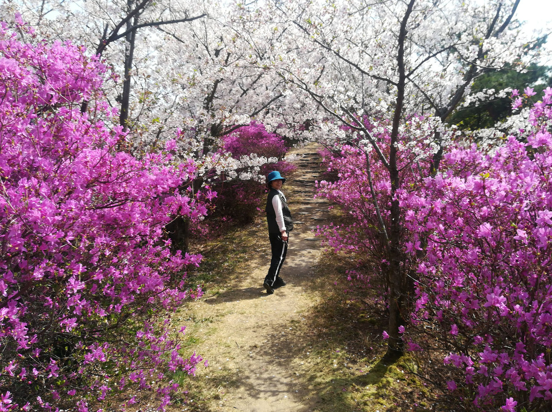 Mt. Hiraki Viewing Platform-今治市必去景点