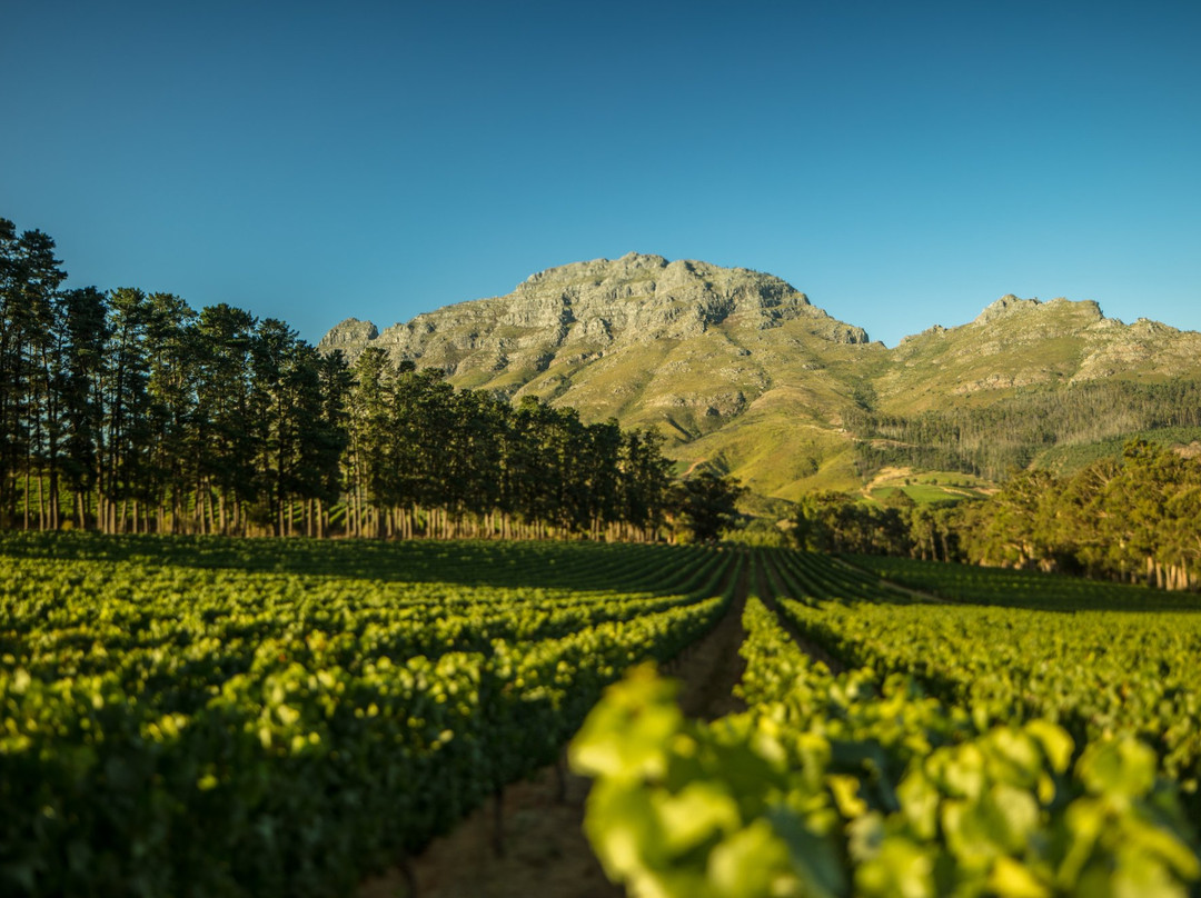 Thelema Mountain Vineyards-斯泰伦博斯必去景点