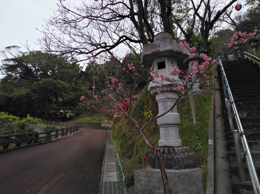 Motobu Yaedake Cherry Blossom Matsuri景点图片