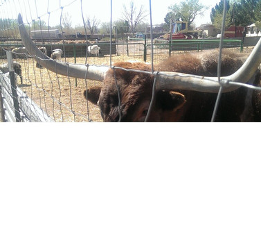 Licon Dairy-San Elizario必去景点