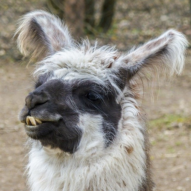 Paddock to Garment-Cygnet必去景点