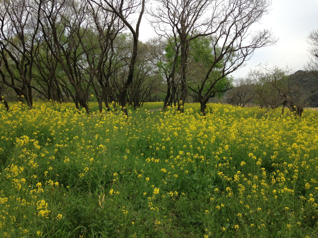 Watarigawa Ryokuchi Park-四万十市必去景点