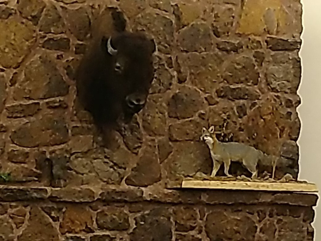 Gus Engeling Wildlife Management Area-Palestine必去景点