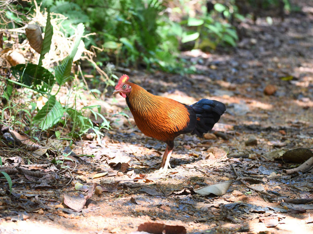 Birds Paradise Hotel主图