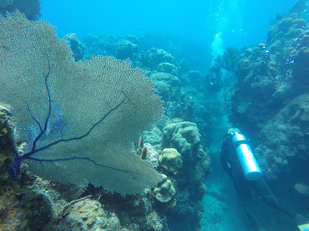 Las Antillas Diving Club景点图片