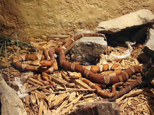 Rattlers & Reptiles-Fort Davis必去景点