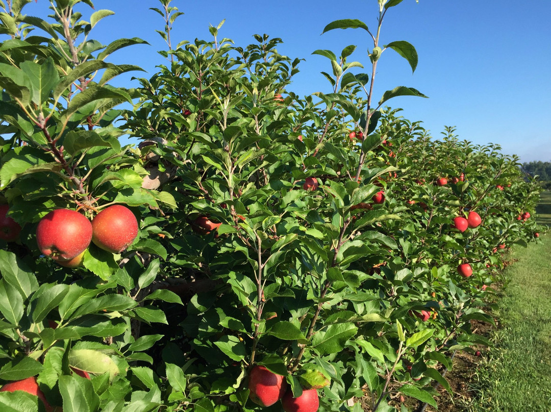 Dawson's Orchards, Inc.-Enon Valley必去景点
