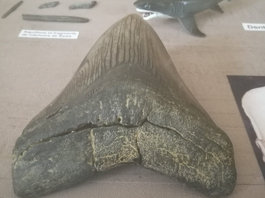 Reserve Naturelle Geologique de Saucats La Brede景点图片