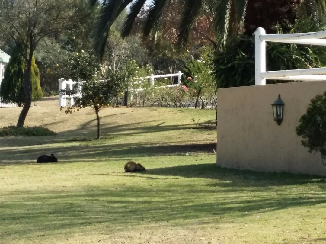 琥珀色玫瑰国家庄园主图