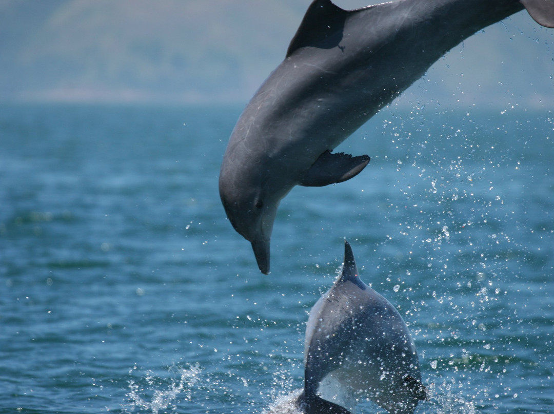 Instituto Boto Cinza-曼加拉蒂巴必去景点