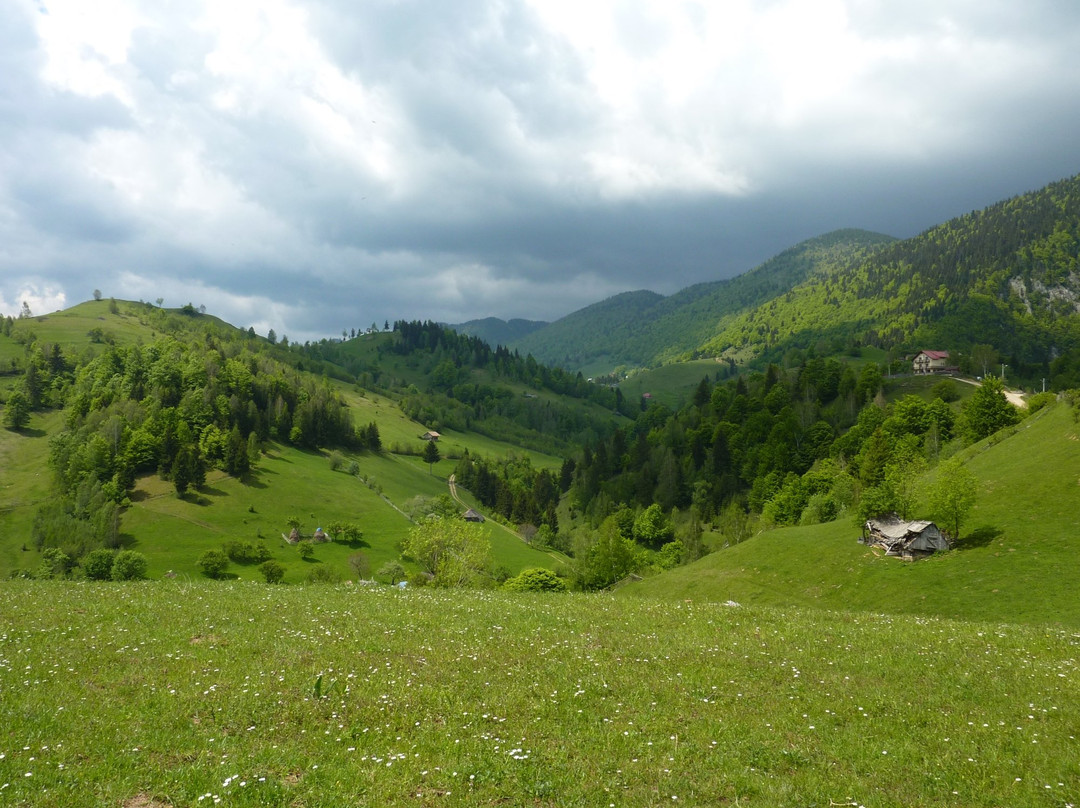 Transylvanian Wolf景点图片