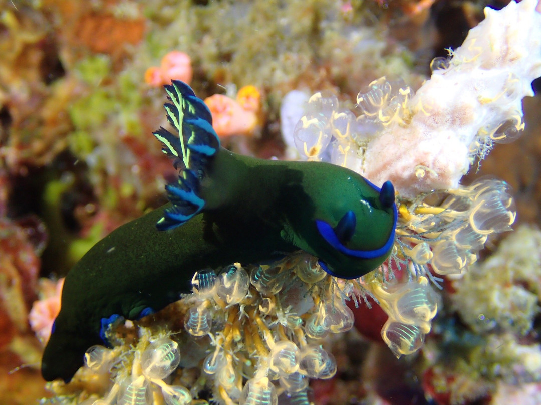 Napantao Marine Sanctuary-Padre Burgos必去景点