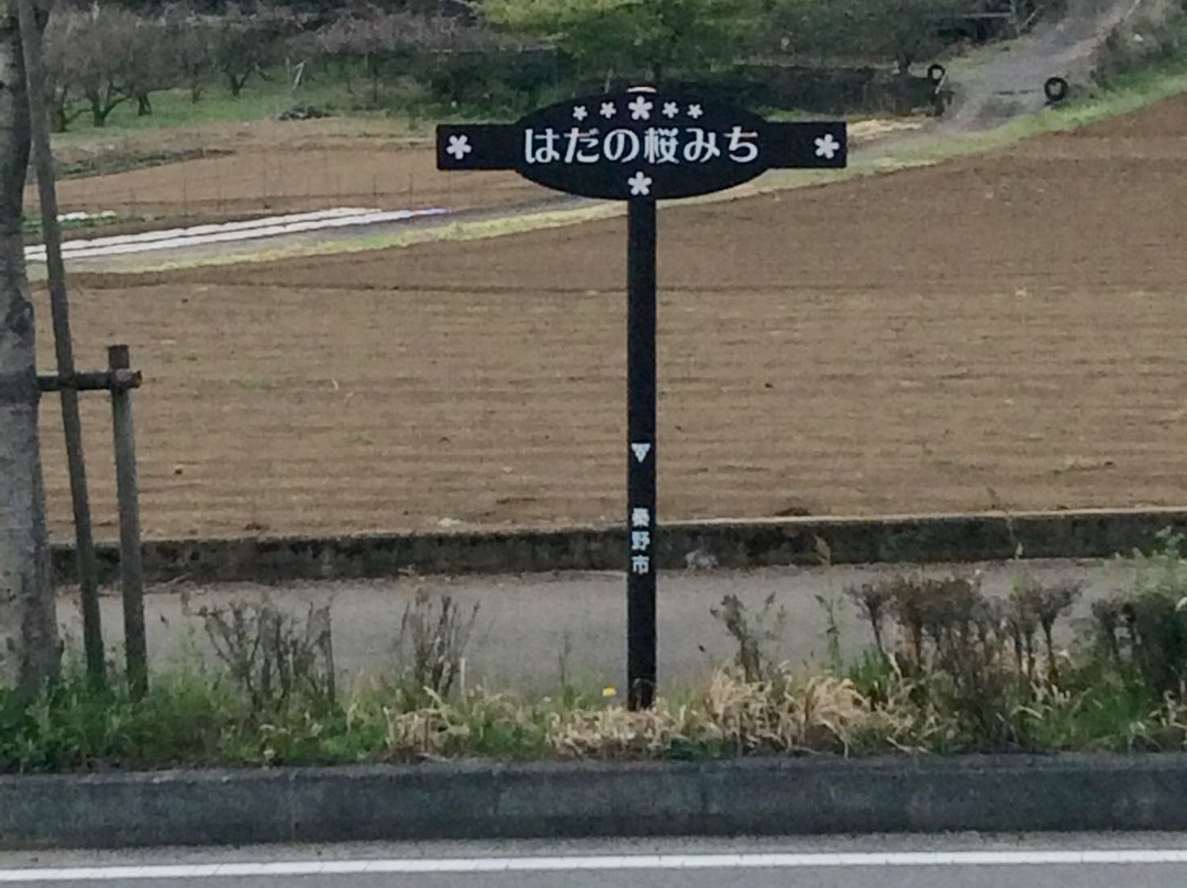 Hadano Sakura Michi-秦野市必去景点