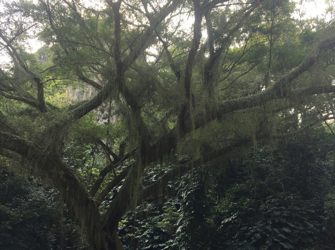 石门森林公园-从化市必去景点