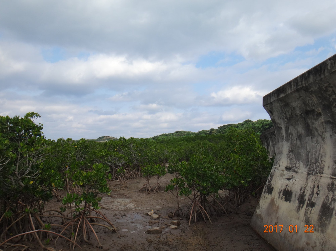 Mangrove at Ishinagata Beach景点图片