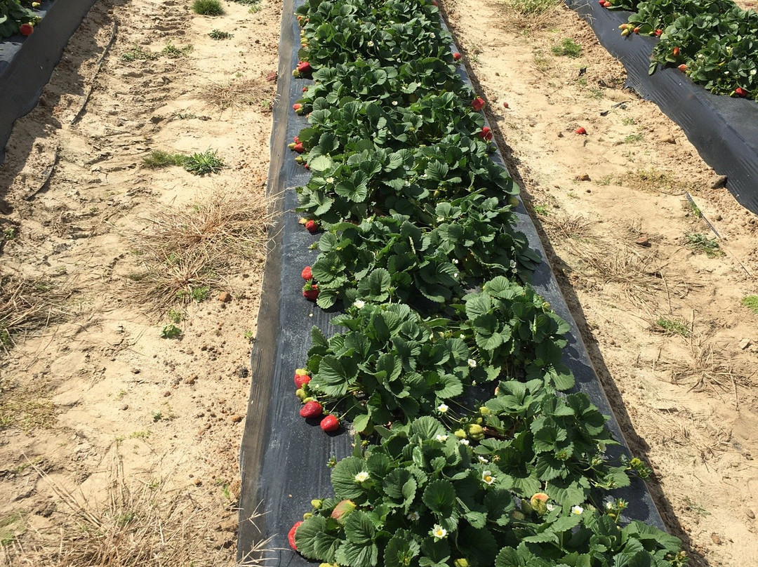 Southern Grace Farms-Enigma必去景点