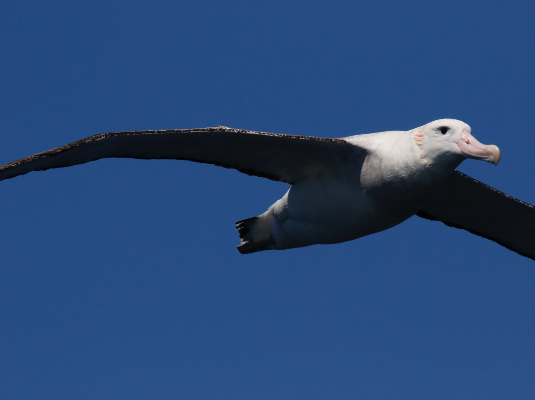 Follow That Bird-悉尼必去景点