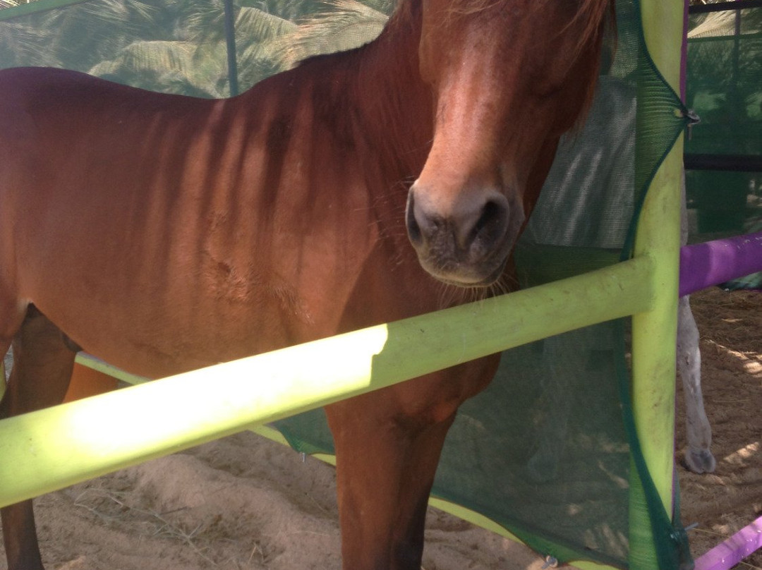 Salalah Horse Riding-塞拉莱必去景点